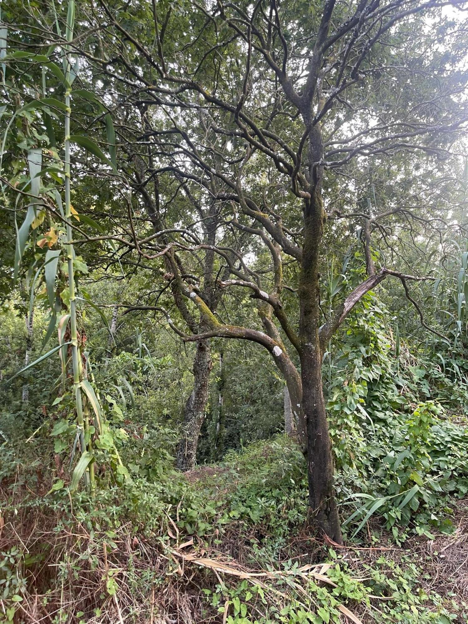 Nascente, Place In Nature Next To A Waterfall Loureiro  Εξωτερικό φωτογραφία