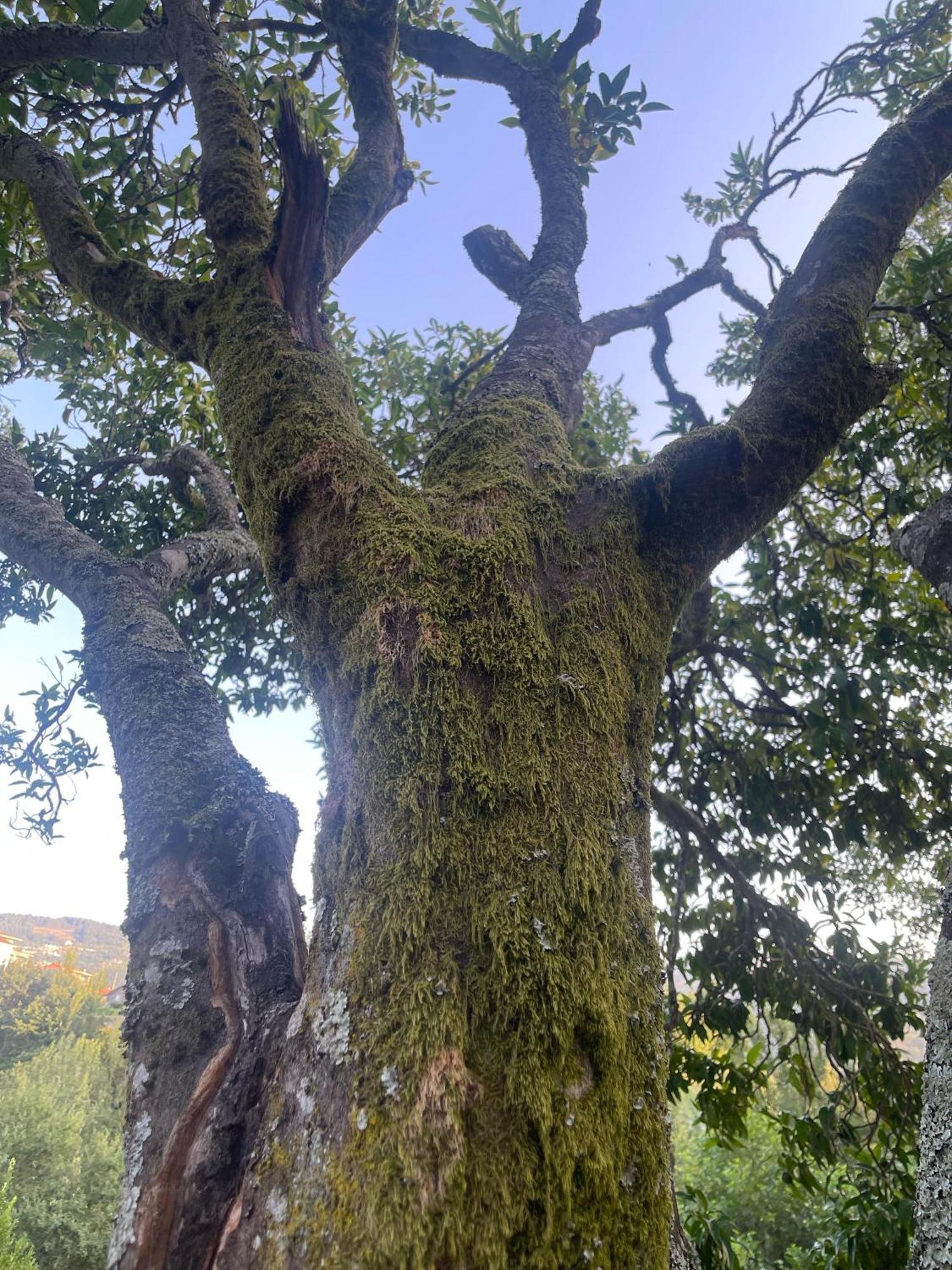 Nascente, Place In Nature Next To A Waterfall Loureiro  Εξωτερικό φωτογραφία